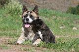 AKITA AMERICAIN 198